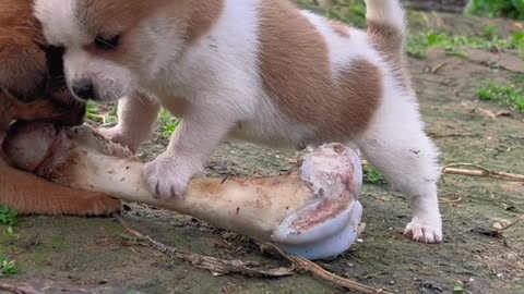 "Puppy snatching a bone; this roar is really loud."