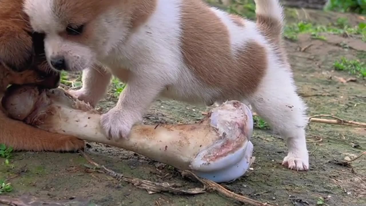 "Puppy snatching a bone; this roar is really loud."