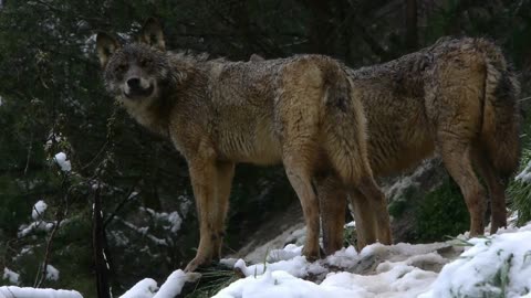 STUNNING 4K Wolves in Nature - Celtic Vibes & Visual Enlightenment - NO A.I. #pagan #witchyvibes