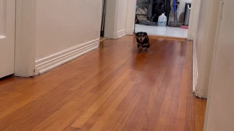 Little Dachshund Tries To Keep Up With Zoomies