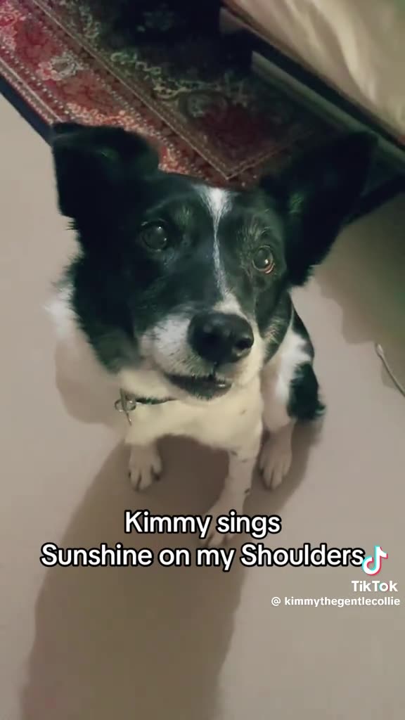 KIMMY THE SINGING😘 PUP