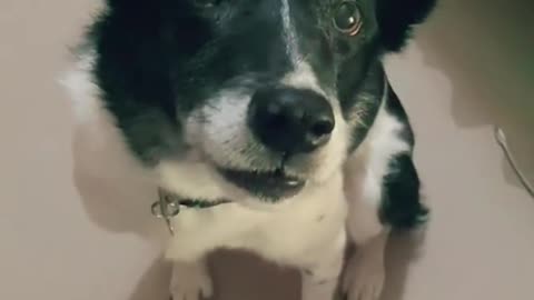 KIMMY THE SINGING😘 PUP