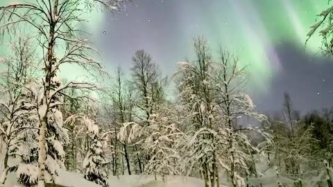 ✨🦌 Reindeer Battle Beneath the Northern Lights - Nature's Spectacle | FeedMyCuriosity