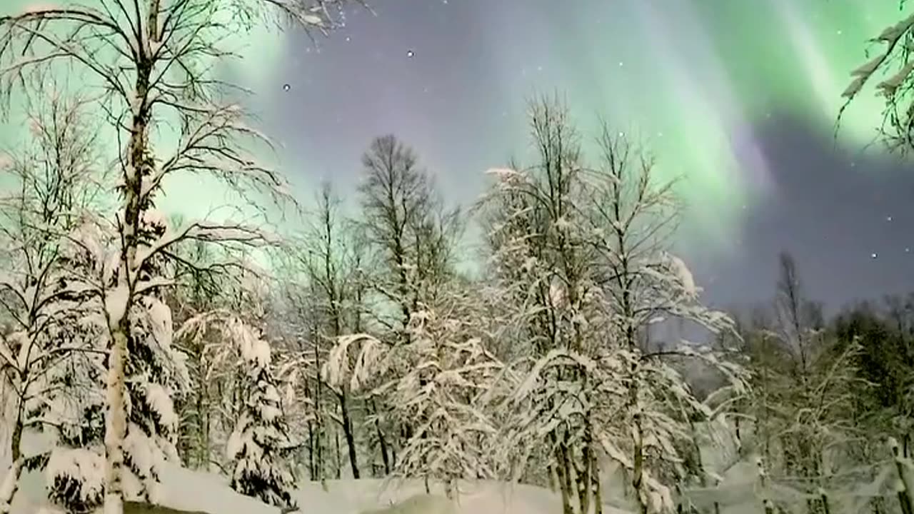 ✨🦌 Reindeer Battle Beneath the Northern Lights - Nature's Spectacle | FeedMyCuriosity