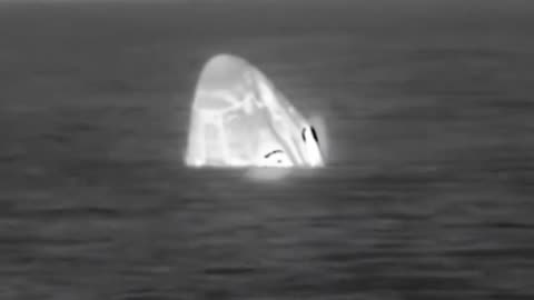 Dolphins welcome Crew Dragon back