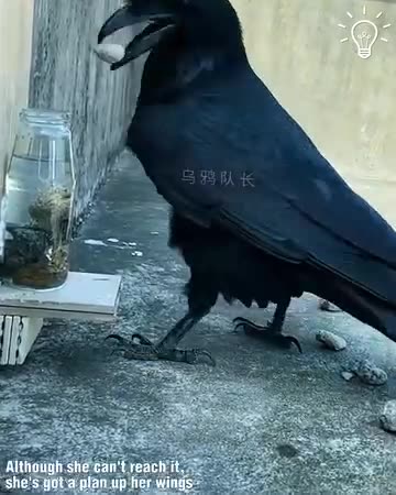 Crows are so smart!