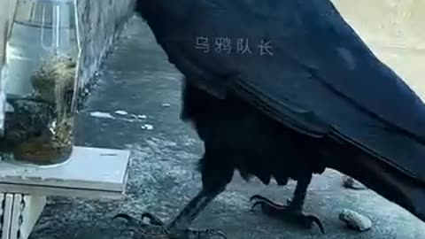 Crows are so smart!