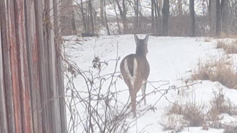 Deer looking for food
