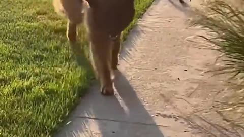 The dog came home with a new friend