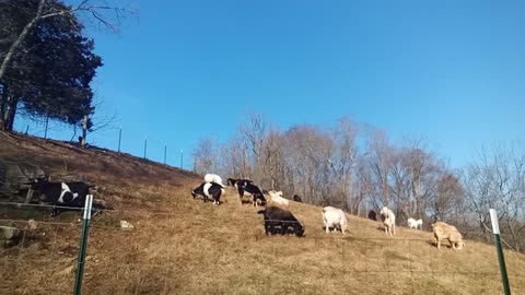 Relaxing Goat Video