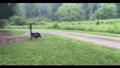BIGFOOT SIGHTING IN NORTH CAROLINA