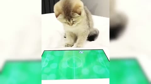 Funny Cat Videos Compilation #5