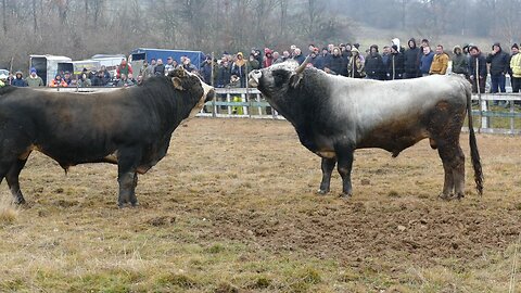Brizan od Muharema Muharemovića vs Džeko od Tekešića Vučipolje 2025