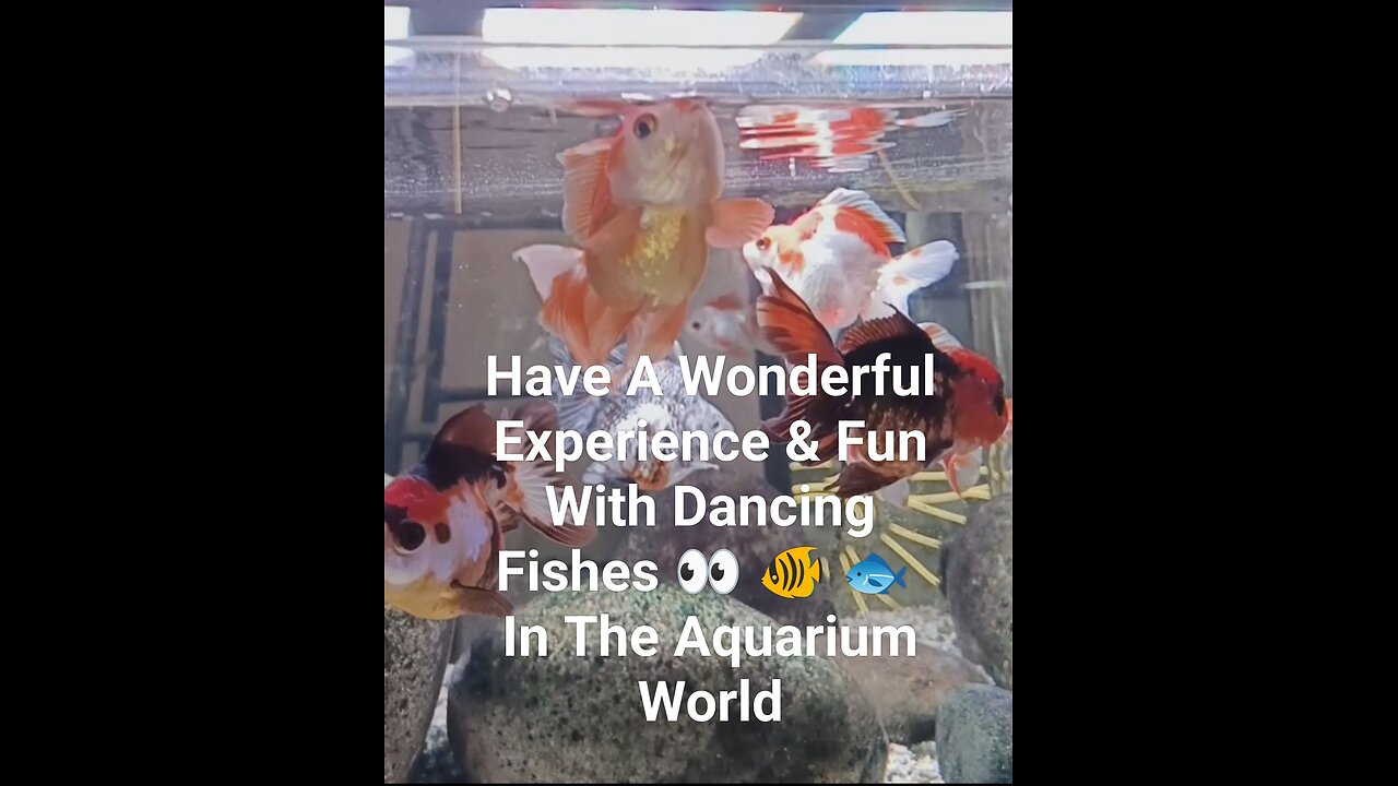 Aquarium World Never Miss Watching To Boost your day 💕|Dancing Fishes