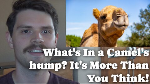 What's In A Camel's Hump? Its More Than You Think!