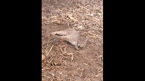 bobcat #2 #trapping, #bobcat,