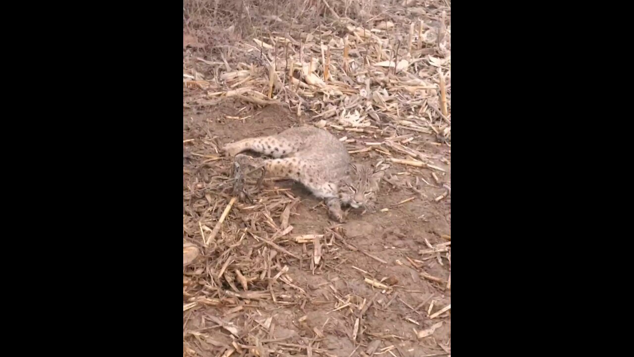 bobcat #2 #trapping, #bobcat,