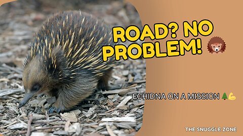 TINY SPIKY TRAVELER 🦔🚶 | Echidna Crosses Forest Road Like a Boss