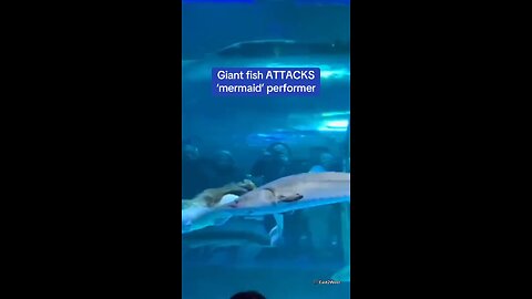 This is the harrowing moment a giant fish attacks a mermaid performer