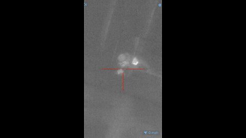 Raccoon hunting w/ thermal PT1! 🦝