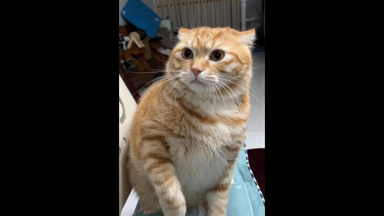 This Cat Already Know That is Going to be Happening 🤣