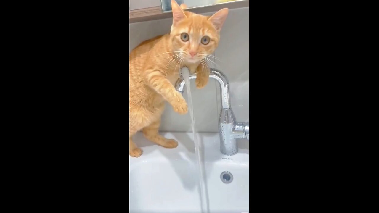 Funny cat drinking water from sink #funny #cat
