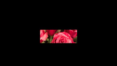 cartoon animation video story of two roses