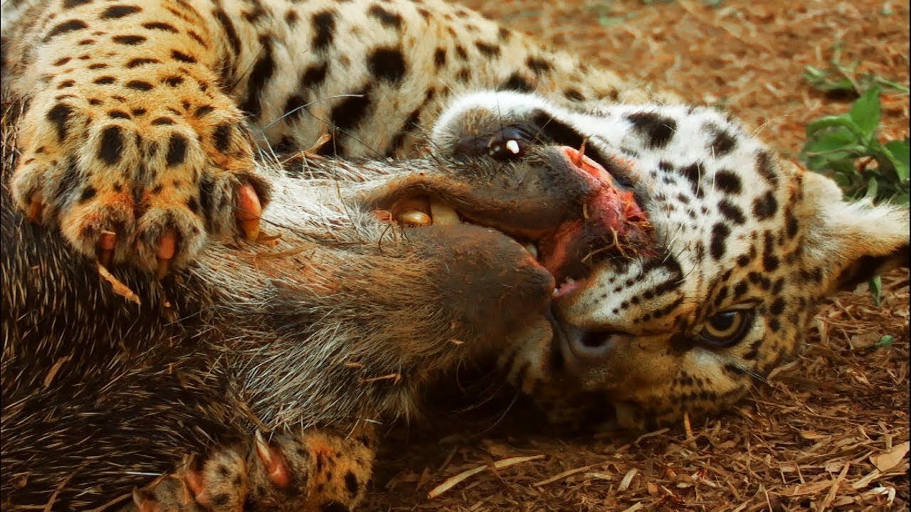 Jaguar Cubs Practice Hunting