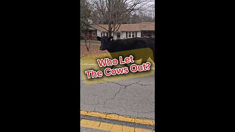 Who Let The Cows Out?