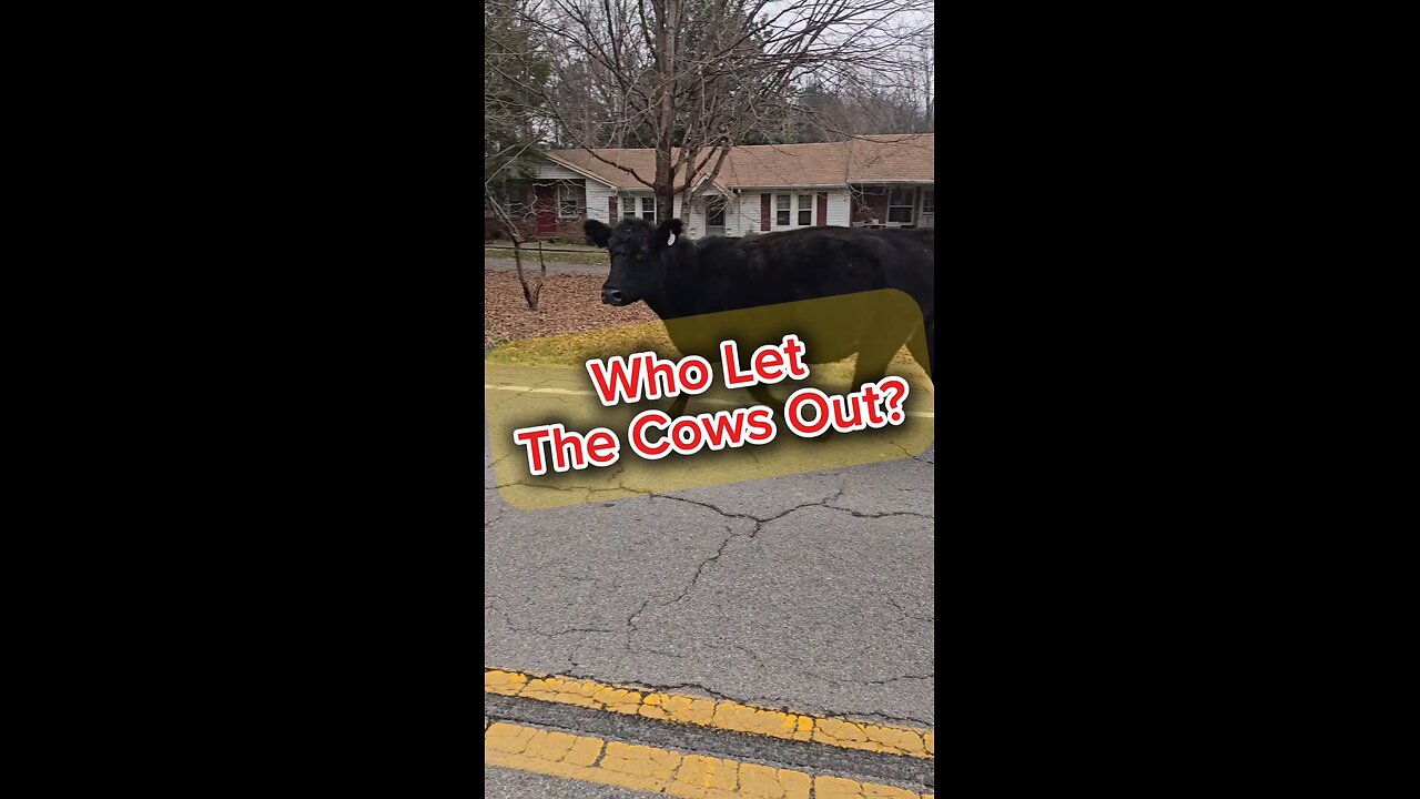 Who Let The Cows Out?