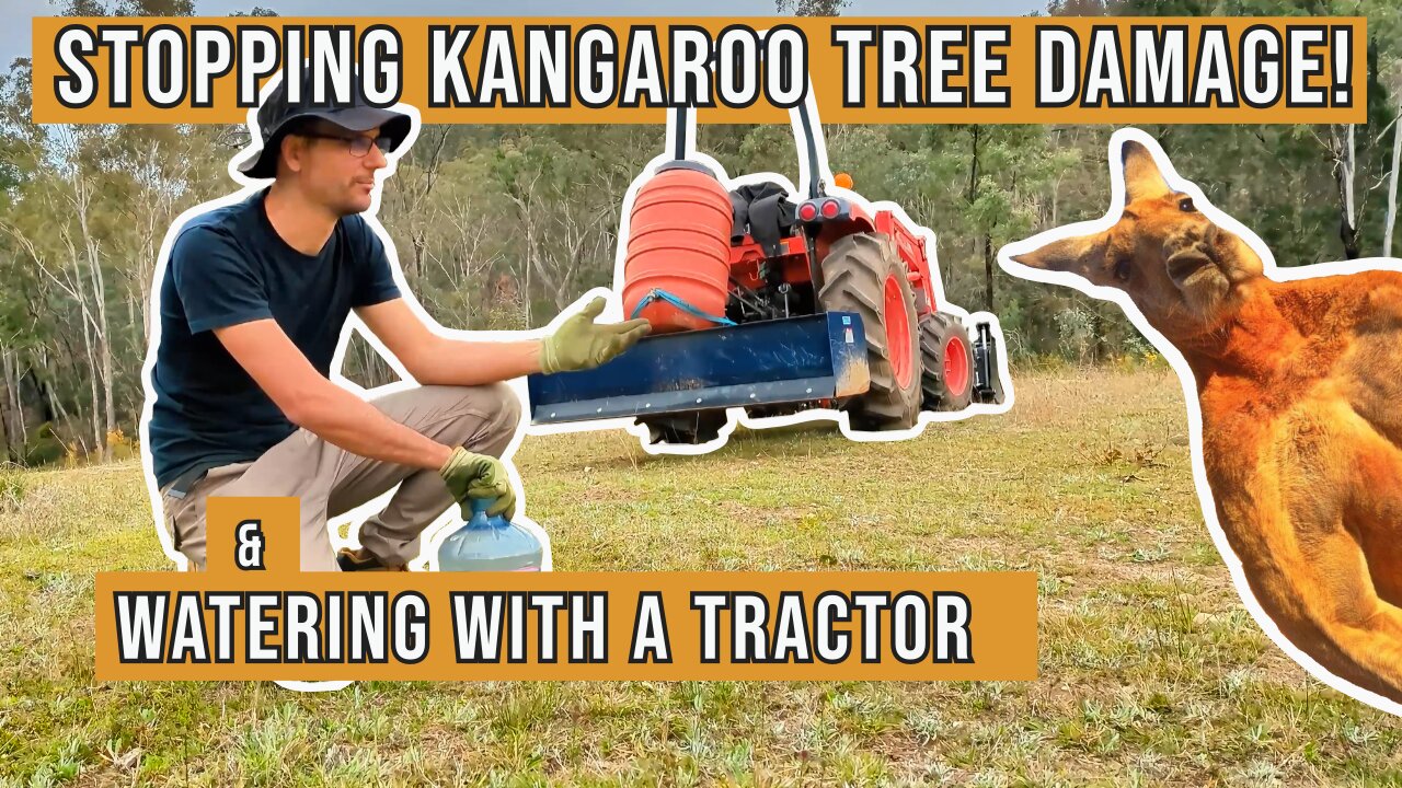 Kangaroos Attack My Fruit Trees | Watering Trees With A Tractor