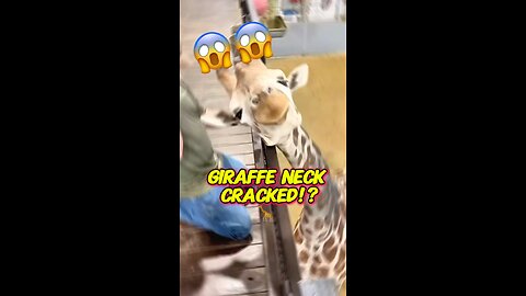 GIRAFFE CRACKED LIKE THIS?!😳