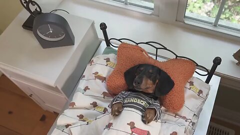 Funny Dog short comedy (If dogs went to school)