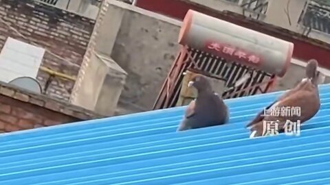 This bird's funny action is coming down but the roof is slippery 😁