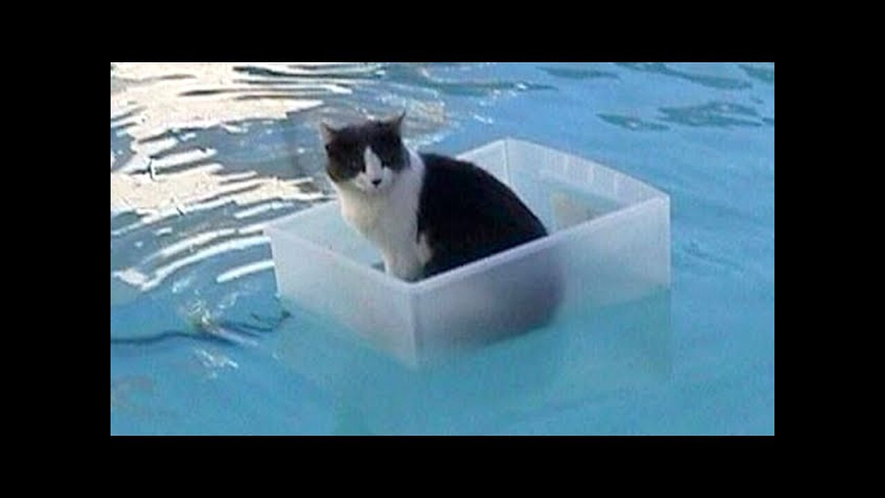 πΉ Cat Funny Videos β Funny Cat