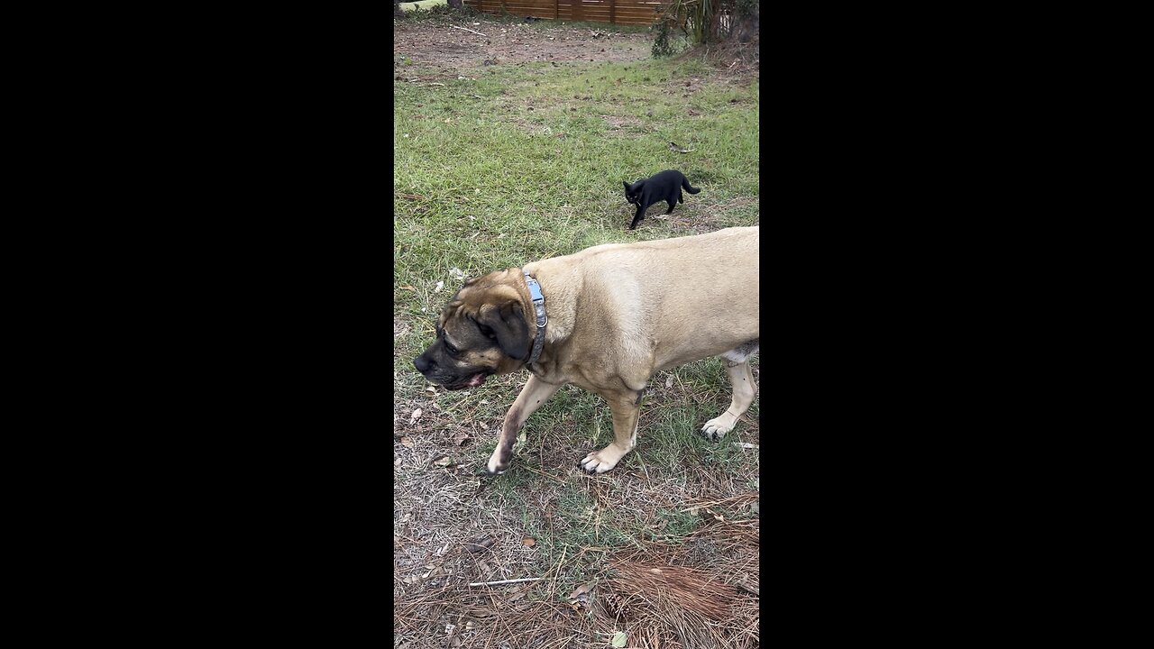 Bullmastiffs friend