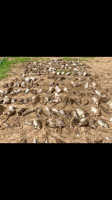 The sneaky rat found a great hiding place – luckily, the dogs finally spotted it