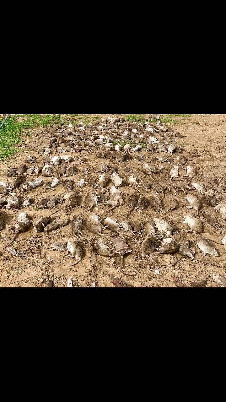 The sneaky rat found a great hiding place – luckily, the dogs finally spotted it