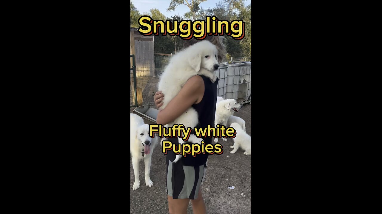 Snuggling with cute, fluffy Great Pyrenees puppies. Are they the best livestock guardians for you?
