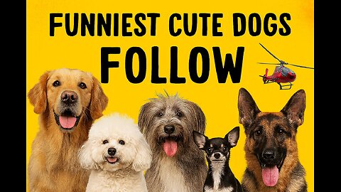 Funniest Dogs Compilation