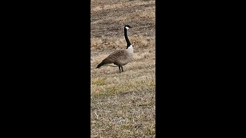 Geese at the park.