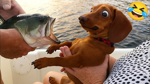 🤣Funny Animals 2026🤣Funny Dogs video🐶 part-26-03