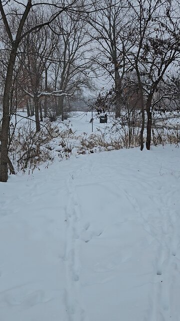 Another Deer by the Recycle Bin