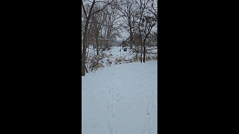 Another Deer by the Recycle Bin