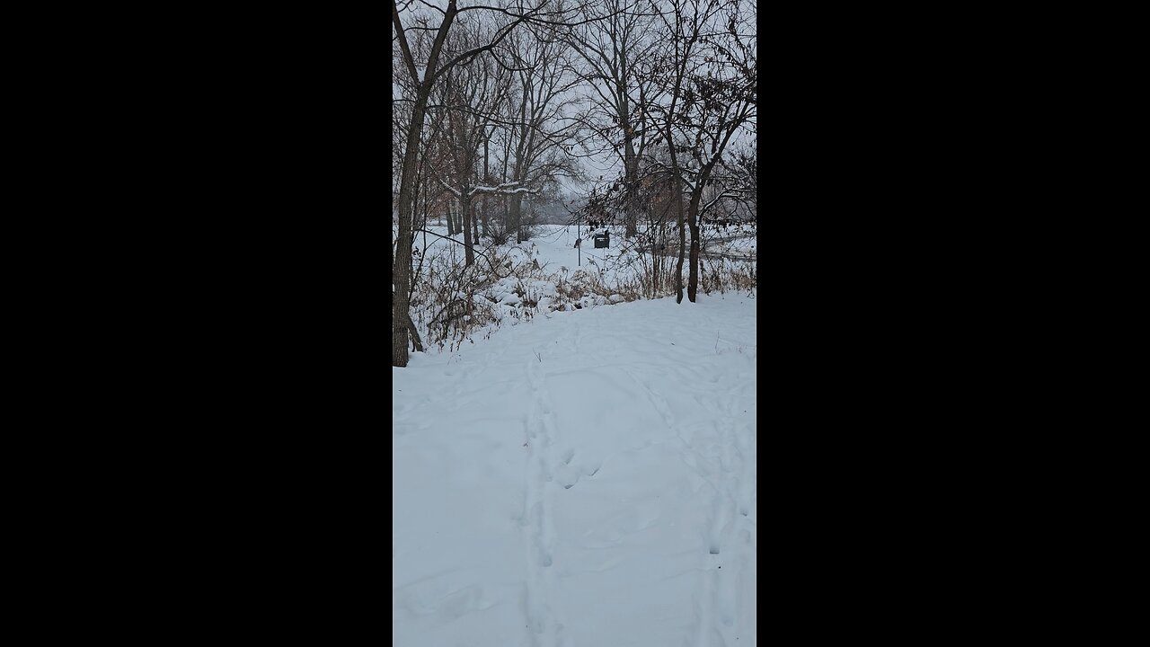 Another Deer by the Recycle Bin