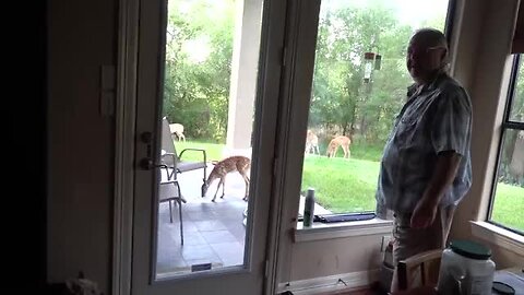 Dinner with Bambi the Whitetail Deer Fawn