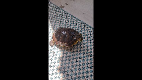 Bubbles the friendly turtle