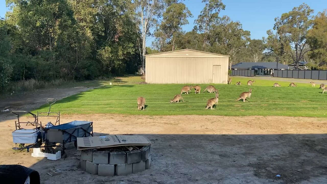 Kangaroos
