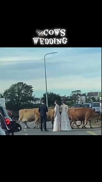 Jersey cow interrupt wedding