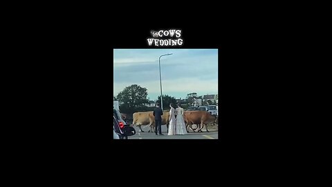 Jersey cow interrupt wedding